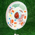 3D Cell Model Set on Stand (Imported, PVC) – Animal & Plant Cells Magnified 20,000x - Image 2