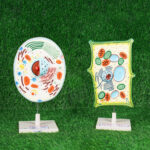 3D Cell Model Set on Stand (Imported, PVC) – Animal & Plant Cells Magnified 20,000x
