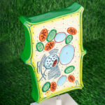 3D Cell Model Set on Stand (Imported, PVC) – Animal & Plant Cells Magnified 20,000x - Image 3