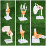Human Joint Model Set of 6 (Flexible, Imported) – Shoulder, Hip, Knee, Elbow, Foot & Hand Joints