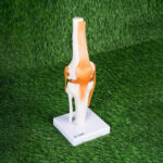 Human Joint Model Set of 6 (Flexible, Imported) – Shoulder, Hip, Knee, Elbow, Foot & Hand Joints - Image 2