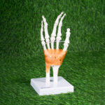 Human Joint Model Set of 6 (Flexible, Imported) – Shoulder, Hip, Knee, Elbow, Foot & Hand Joints - Image 3