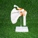 Human Joint Model Set of 6 (Flexible, Imported) – Shoulder, Hip, Knee, Elbow, Foot & Hand Joints - Image 4