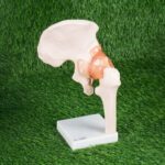Human Joint Model Set of 6 (Flexible, Imported) – Shoulder, Hip, Knee, Elbow, Foot & Hand Joints - Image 5