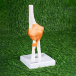 Human Joint Model Set of 6 (Flexible, Imported) – Shoulder, Hip, Knee, Elbow, Foot & Hand Joints - Image 6