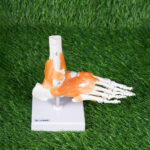 Human Joint Model Set of 6 (Flexible, Imported) – Shoulder, Hip, Knee, Elbow, Foot & Hand Joints - Image 7